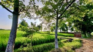 c32a6d81-f935-4c94-868b-25768521da94(1)